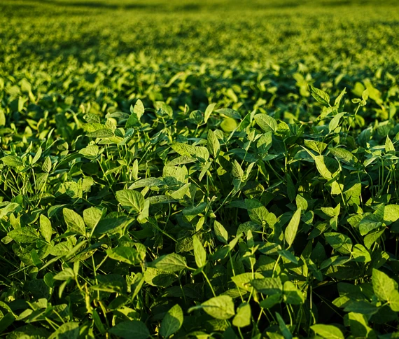 Manejo estratégico: regulação de porte na soja deve começar antes do plantio para garantir teto produtivo